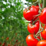 Domates ihracatında kısıtlama kaldırıldı